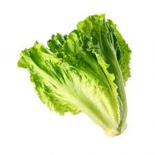 Laitue