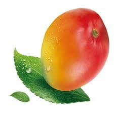 Mangue