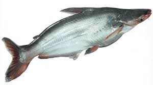 Pangasius Entier Vietnam